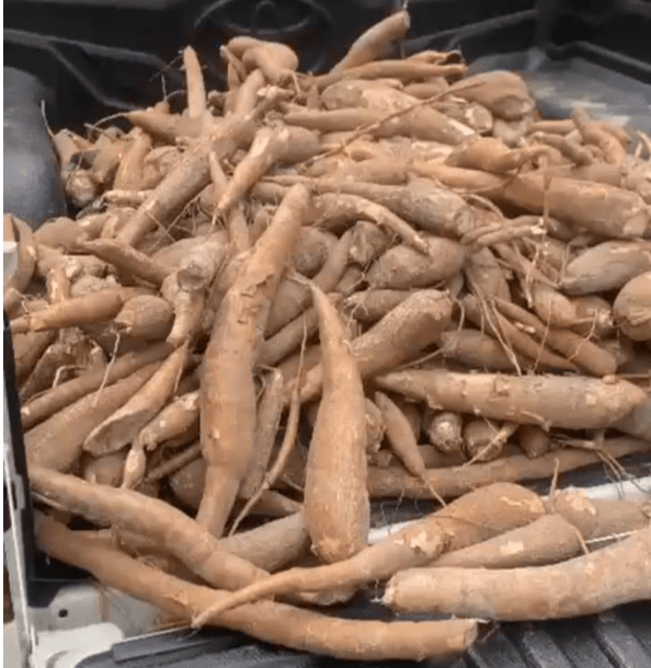 Manioc et dérivés