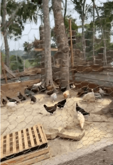 Poulet fermier